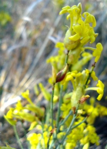 Lasiosiphon polycephalus