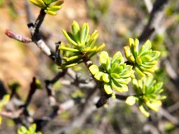 Lasiosiphon deserticola leaf rosettes