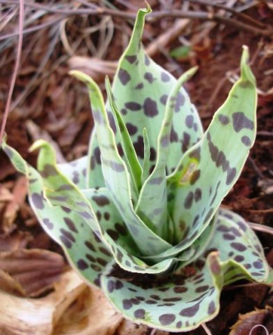 Ledebouria ovatifolia leaves