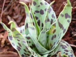 Ledebouria ovatifolia leaves
