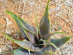 Ledebouria marginata purple leaves