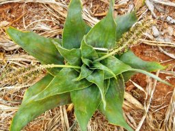 Ledebouria marginata spotted leaves