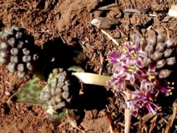Ledebouria ovatifolia