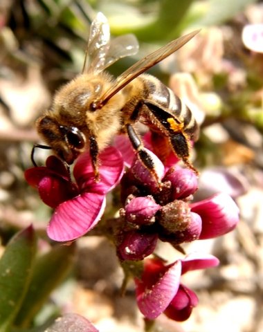 Lessertia argentea serving lunch