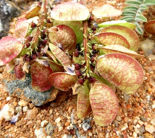 Lessertia capitata fruit