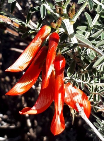Lessertia frutescens flowers, red and glossy