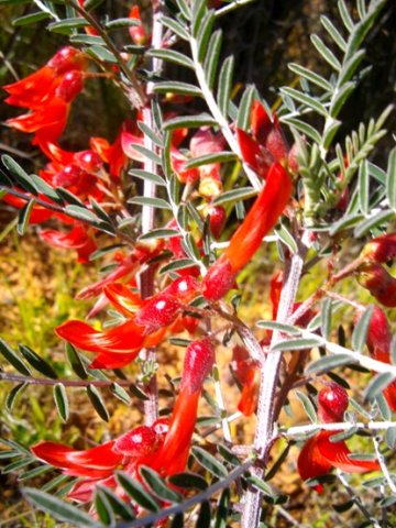 Lessertia frutescens white stems