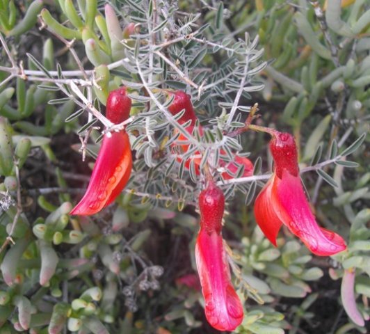 Lessertia frutescens flowers
