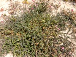 Lessertia argentea