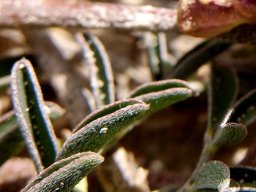 Lessertia argentea leaflets