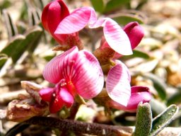 Lessertia argentea flowers