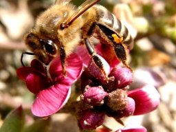 Lessertia argentea serving lunch