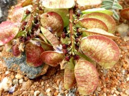 Lessertia capitata fruit