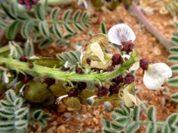 Lessertia capitata leaves