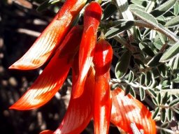 Lessertia frutescens flowers, red and glossy