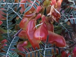 Lessertia frutescens balloon fruit