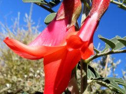 Lessertia frutescens flowers