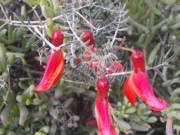 Lessertia frutescens flowers