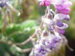 Lessertia thodei flowers