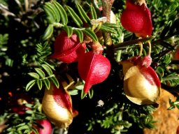 Lessertia spinescens fruit