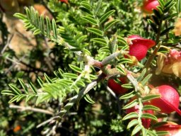 Lessertia spinescens leaves