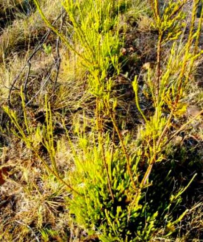 Leucadendron corymbosum