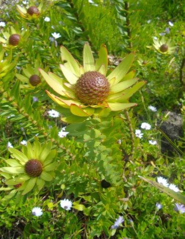 Leucadendron elimense