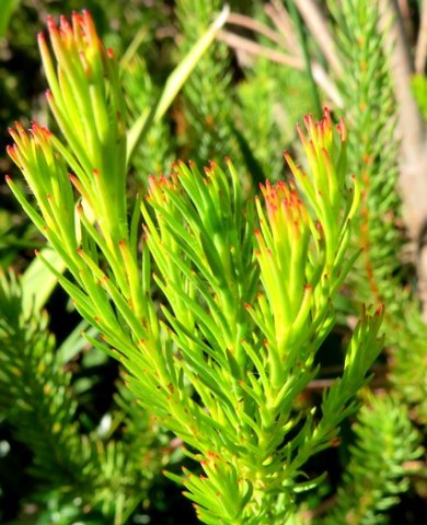 Leucadendron laxum stem-tips