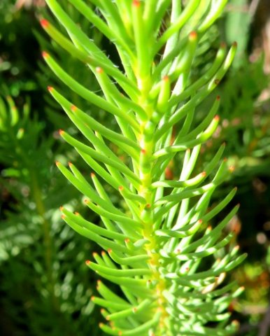 Leucadendron laxum leaves