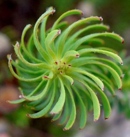 Leucadendron linifolium rotating