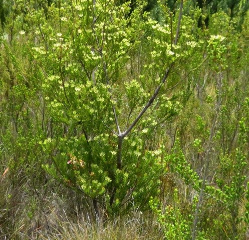 Leucadendron uliginosum