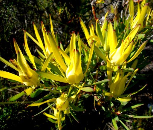Leucadendron xanthoconus concealed cones