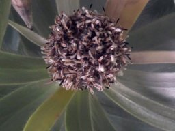 Leucadendron argenteum male flowerhead