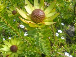 Leucadendron elimense