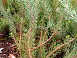 Leucadendron galpinii
