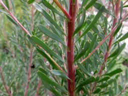 Leucadendron galpinii leaves