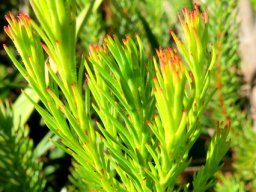 Leucadendron laxum stem-tips