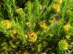 Leucadendron laxum