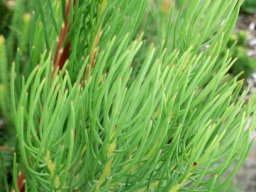 Leucadendron nobile leaves