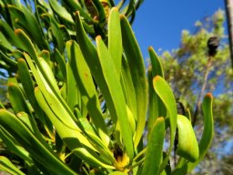 Leucadendron platyspermum
