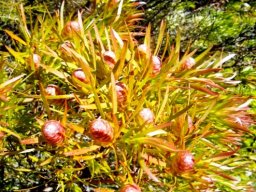 Leucadendron salignum
