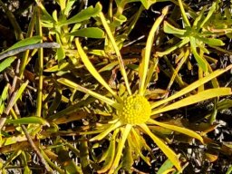 Leucadendron salignum male cone involucral leaves