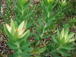 Leucadendron sessile leaves