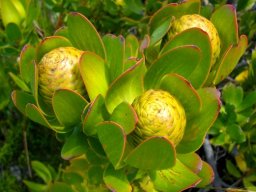 Leucadendron strobilinum greenish fruit cones