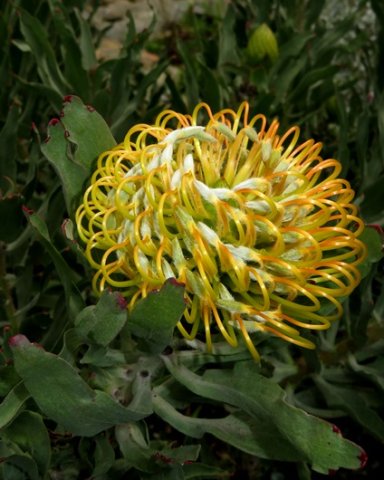 Leucospermum catherinae flowerhead ready to open