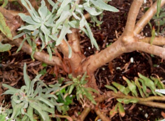 Leucospermum catherinae stem base