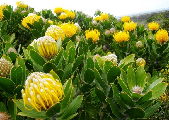 Leucospermum conocarpodendron subsp. viridum