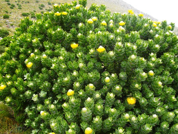 Leucospermum conocarpodendron subsp. viridum many stems