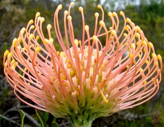 Leucospermum cordifolium in profile