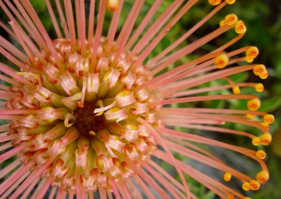 Leucospermum cordifolium birds eye close-up